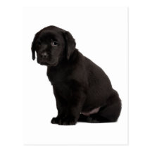 Black Labrador Puppy Postcard