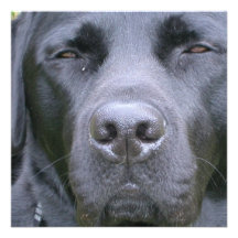 Black Labrador Retriever Dog Invitation