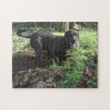 black labrador retriever puzzle