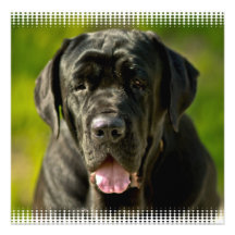 Black Mastiff Invitations