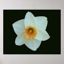 Black Matt Daffodill Print