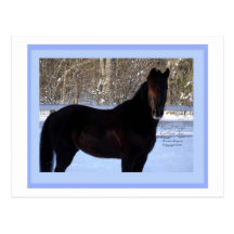 Black Morgan horse in snow Post Cards