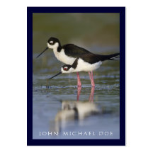 Black-necked Stilt Birder's Calling Card Business Card Templates