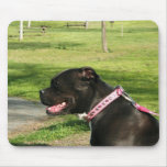 Black Pit Bull mousepad