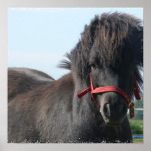 Black Pony  Poster