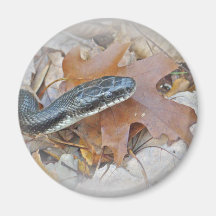 Black Rat Snake - Elaphe obsoleta obsoleta Refrigerator Magnets