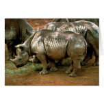 Black rhinoceros card