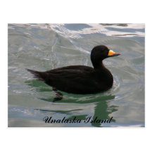Black Scoter Duck, Unalaska Island Postcard