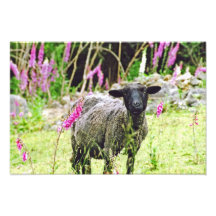 Black Sheep Photograph
