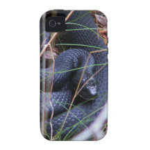 Black snake iPhone 4 cases