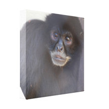 Black Spider Monkey Canvas Print