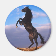 Black Stallion Fridge Magnets