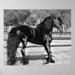 Black stallion horse print