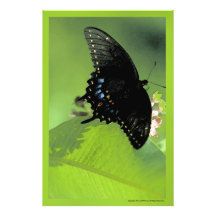 Black Swallowtail Butterfly Photo Art