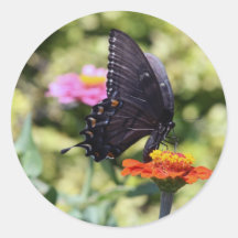 Black Swallowtail Butterfly Round Stickers