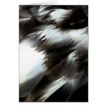 Black Swan Feathers Karte