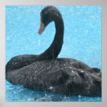Black Swan Poster