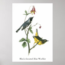 Black-throated Blue Warbler, John Audubon Print