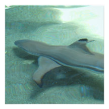 Black Tipped Shark  Mailing Labels Announcement