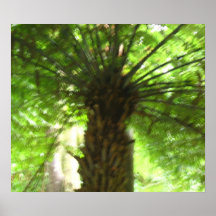 Black Tree Fern Photo Poster
