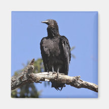 Black Vulture Magnet