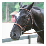 Black Warmblood  Invitations