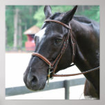 Black Warmblood  Poster