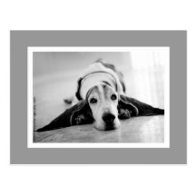Black & White Basset Postcard