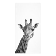 Black & White Giraffe Photo Cards