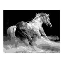 Black & White Horse in Action Postcard