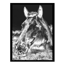 Black & White Horse Portrait Post Cards