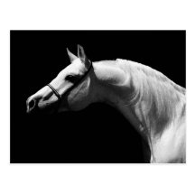 Black & White Horse Post Cards