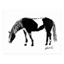 black white horse Postcard