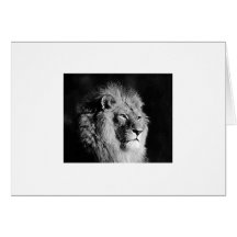 Black & White Lion Photo Card