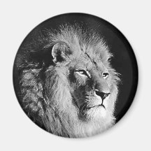 Black & White Lion Photo Magnets