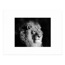 Black & White Lion Photo Postcards