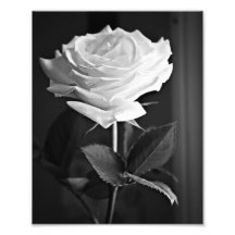 Black & White Rose Print Photo Art