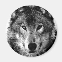 Black & White Wolf Portrait Refrigerator Magnets