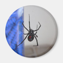 Black Widow Spider Fridge Magnets