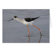 Black-winged Stilt Greeting Card