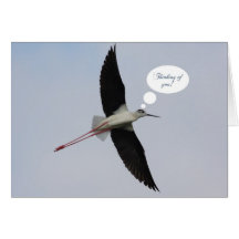 Black-winged Stilt Thinking of You Card
