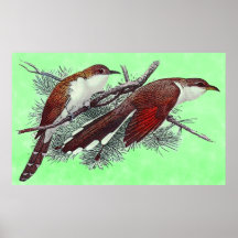 Black & Yellowed Billed Cuckoo Birds Print