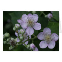 Blackberries flowers cards