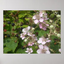 Blackberries Posters