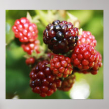Blackberries Posters