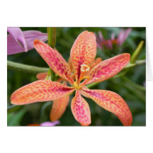 Blackberry Lily Card