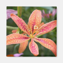 Blackberry Lily Magnet