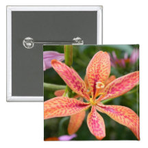 Blackberry Lily Pinback Buttons