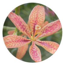 Blackberry Lily Dinner Plates