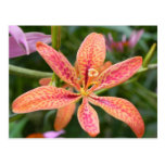 Blackberry Lily Post Card